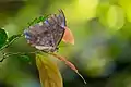 The closed wings of this morpho butterfly are damaged, allowing some of the blue to show.