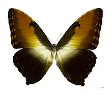 M. hecuba, the largest morpho, with a wingspan of up to 20 cm (7.9 in)