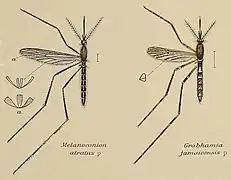 Coloured drawing of two mosquitoes displayed as scientific specimens
