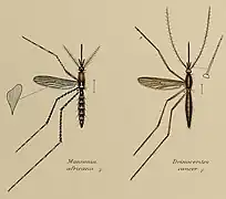 Coloured drawing of two mosquitoes displayed as scientific specimens