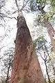 Reaching for the sky, Kalatha giant tree walk, Sylvia Creek Rd, Toolangi, Victorian Central Highlands, Australia