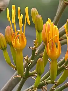 Inflorescence detail