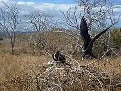 North Seymour Island in the Galápagos, a bird in flight