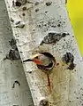 A northern flicker in a tree