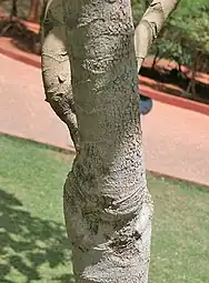 Trunk in Hyderabad, India