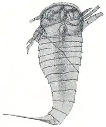 A photograph of the surface of the holotype and only known fossil of O. pumilus