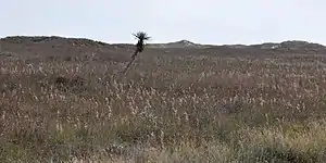 Padre Island National Seashore, Kleberg County, Texas, USA (26 November 2011).