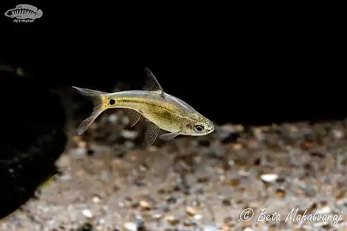 Pethia sharmai (Sawfin Barb)