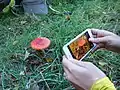 Photographing a fly agaric on a Fungus Foray