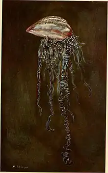 Illustration of a Portuguese man o' war ("Physalia physalis")