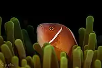 Pink anemonefish at Wakatobi National Park, Indonesia