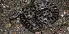Prairie kingsnake (Lampropeltis calligaster), Colorado County, Texas