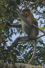 proboscis monkey (Nasalis larvatus)