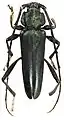 Holotype of the Longhorn beetle species Pseudictator kingsleyae - specific name honouring Kingsley