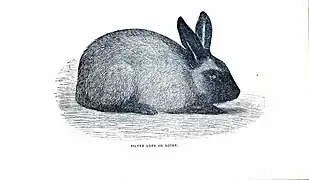 Erect ears.Illustration by [E. Whimper?], ca. 1862