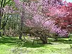 Redbud tree at Esperanza estate (May 11, 2019)