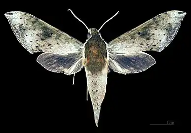 R. a. everetti, dorsal view