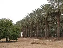 Rows of date palms behind the Dateland Travel Center.