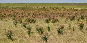 Saltmarsh fleabane (Pluchea odorata), Brazoria National Wildlife Refuge, Brazoria County, Texas, USA (24 August 2013)