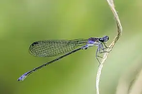 Sky-blue dancerA. medullaris female
