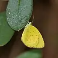 Small Grass Yellow (Eurema brigitta) in Talakona forest