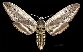 Sphinx drupiferarum ♀
