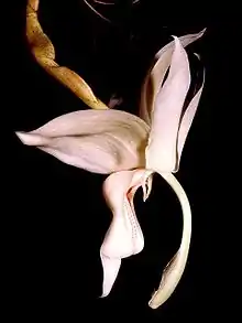 Stanhopea grandiflora