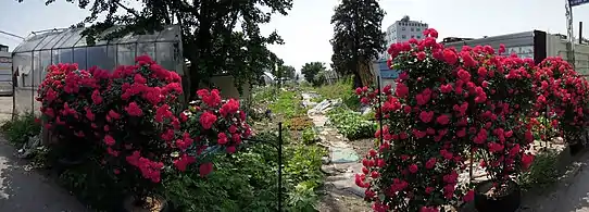 In Pyeong-dong, Suwon37°15′05″N 126°59′06″E﻿ / ﻿37.25139°N 126.98500°E﻿ / 37.25139; 126.98500