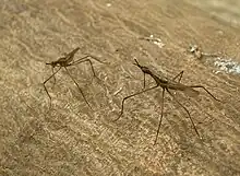 Telostylinus lineolatus male aggressively posturing to another