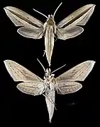 Theretra silhetensis