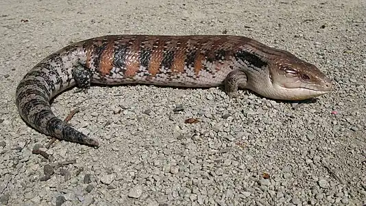 Northern Blue-Tongued Skink 2011