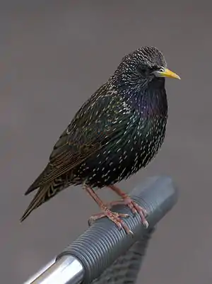 Common starling