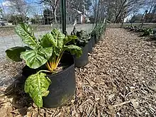 Grows bags provide a flexible and mobile gardening environment for land labs. Chard and kale are growing in these grow bags.