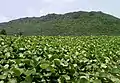 View of Eastern Ghats over beach morning glory bushes, Tenneti Park