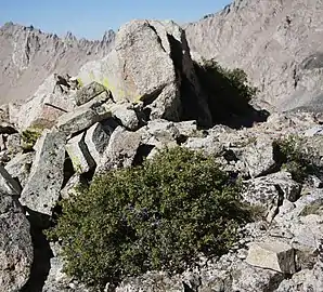 Plant at 12,500 ft (3,800 m), Sierra Nevada, California