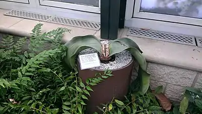 Cultivated at Huntington Library and botanical garden