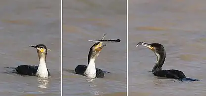 playing with feather, Ethiopia