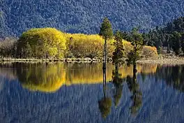Willow and kahikatea reflections at Lake Poerua