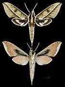 Xylophanes meridanus