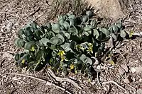 Roepera cordifolia. Namaqualand Dune Strandveld.