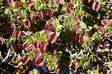 Roepera morgsana in fruit. Coastline of Namaqua National Park.